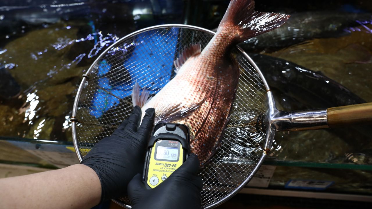 An investigator from the National Federation of Fisheries Cooperatives checks for radioactivity in sea bream from Japan at the Noryangjin fish market in Seoul on July 5, 2023. 