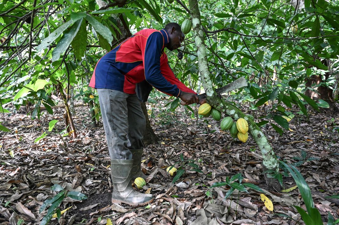 An agricultural worker harvests cocoa pods at a cocoa plantation in the village of Hermankono on November 14, 2023. Unusually heavy rains in Ivory Coast have lowered substantially the production of cocoa expected from farms. Ivory Coast supplies around 40% of the world's cocoa and the country has suspended temporarily the sale of export contracts. As a result, cocoa prices are breaking records on the financial markets.